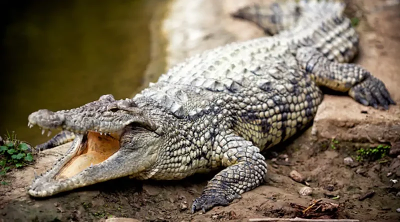 cocodrilo, hace, viral, video, pasar, atravesar, doblar, barra, metal, metálica, Florida, cruzar, valla, animal, reptil,