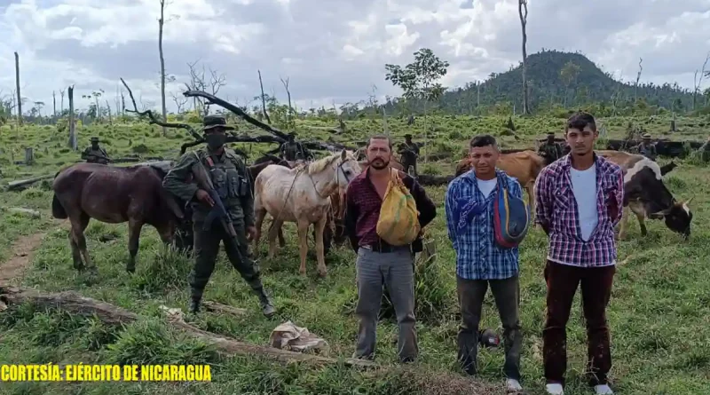 ejercito de nicaragua, el rama, rosita, costa caribe, abigeato, equinos, ganado,