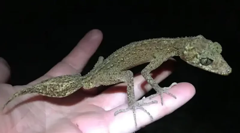 descubren, científico, Australia, nueva, especie, reptil, lagartija, pequeño, dragón, parecía, isla, parecido, Hoskin, Scawfell, lagarto,