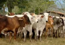 Nicaragua, formulación, inicia, Plan, Nacional, Consumo, Comercio, Producción, 2023-2034, porductores, exportadores, ganado,
