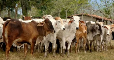 Nicaragua, formulación, inicia, Plan, Nacional, Consumo, Comercio, Producción, 2023-2034, porductores, exportadores, ganado,