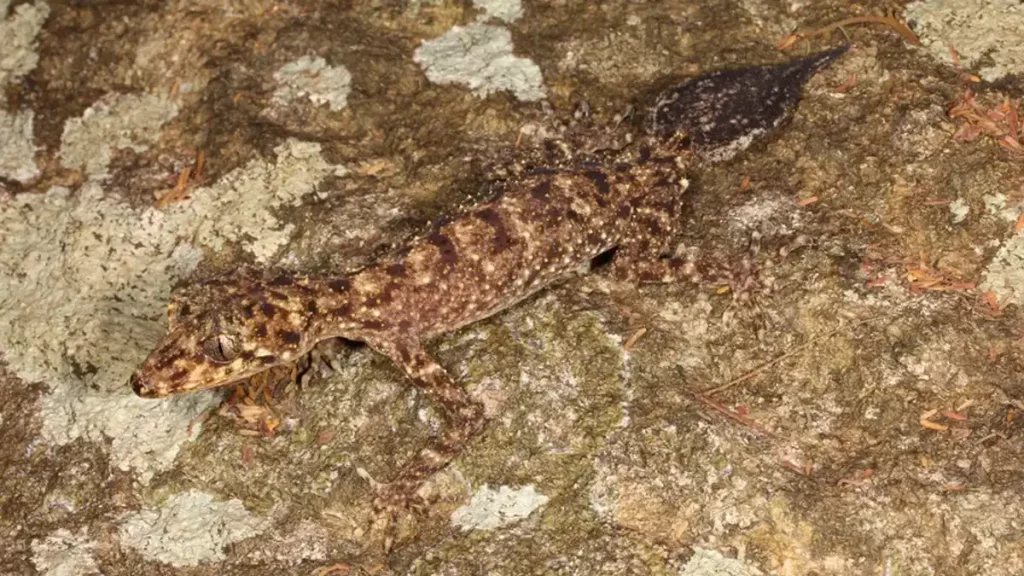 descubren, científico, Australia, nueva, especie, reptil, lagartija, pequeño, dragón, parecía, isla, parecido, Hoskin, Scawfell, lagarto,