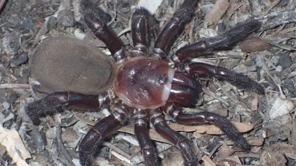 descubren, nueva especie, rara, araña, gigante, Australia, científicos, protección, descubrieron, Queensland,