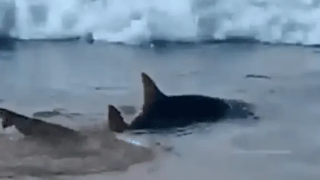 tiburón, ataque, arranca, brazo, adolescente, Brasil, playa, tiburones, animal, menor, arrancó,