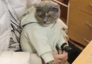 rusia, gato, drogas, detienen a mujer que traficaba drogas, rusia,