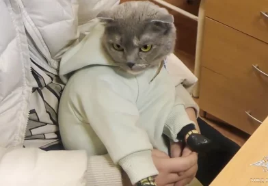 rusia, gato, drogas, detienen a mujer que traficaba drogas, rusia,