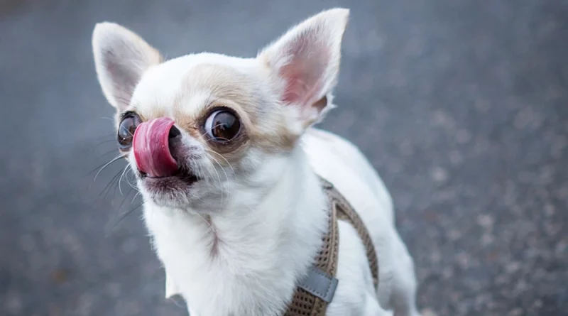 chihuahua, guinness, record, perro mas pequeño, viral