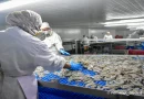 PRODUCTOS AGUICOLAS, NICARAGHUA, CHINANDEGA, MANAGUA, CAMARONERA INCARAGUENSE, EMPRESA CAMANICA, PESCAS,
