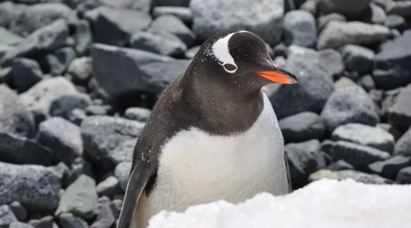 dia, mundial, pinguino, celebracion, peligro, extincion