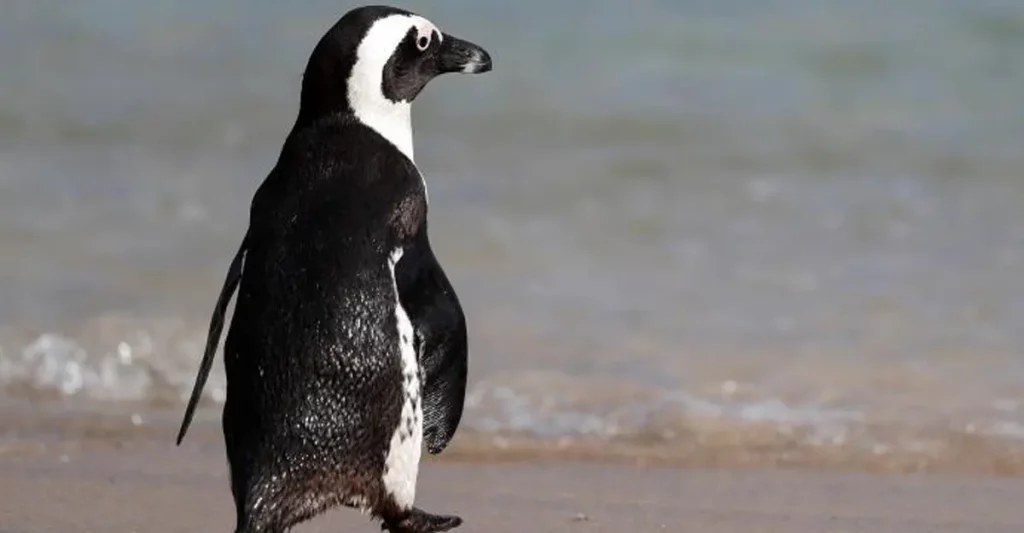 dia, mundial, pinguino, celebracion, peligro, extincion