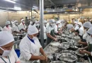 langostino de nicaragua, empresa camaronera, chinandega, condiciones laborales, ministerio del trabajo,