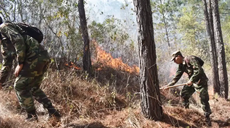 ejercito de nicaragua, incendios forestales, ejercito, nicaragua, matagalpa, el horno