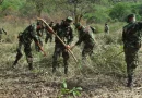 reforestación, managua, ejercito, nicaragua, marena