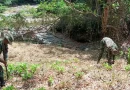 reforestacion, afectacion, huracan, julia,