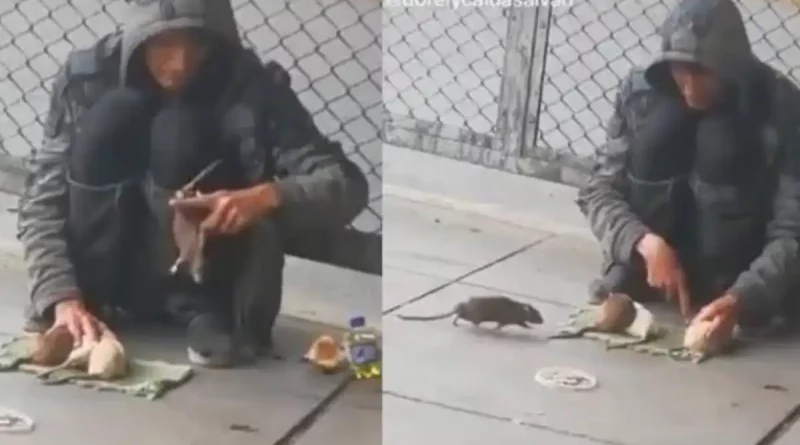 hombre, rata, entrenadas, mascotas, vínculo, mostrar, llama, atención, calles, Lima, Perú, convive,