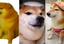 perro, memes, Cheems, icónico, salud, crítico, redes, sociales, viral, fenómeno, convirtió, enfermo, gravemente, empeora, estado,