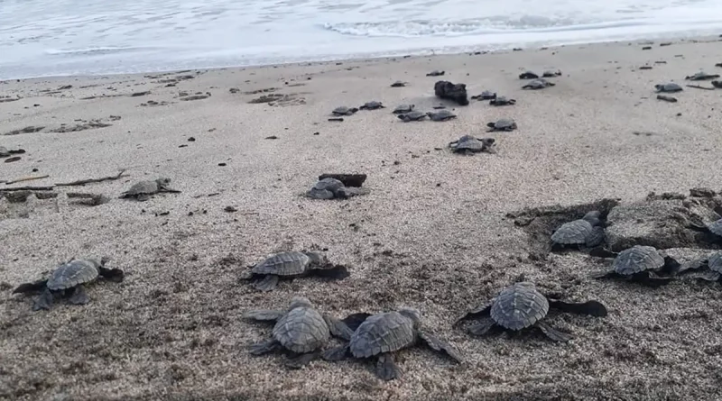 liberación, especie, tortugas, marinas, tortuguillos, emosionante, refugio, vida, silvestre, Carazo, Nicaragua, playa, conservación, iniciativa, sobrevivencia, asegurar,