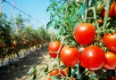 nicaragua, producción agricola, sistema de producción, tomate, papa, chiltoma, cebolla, pepino, cultivos