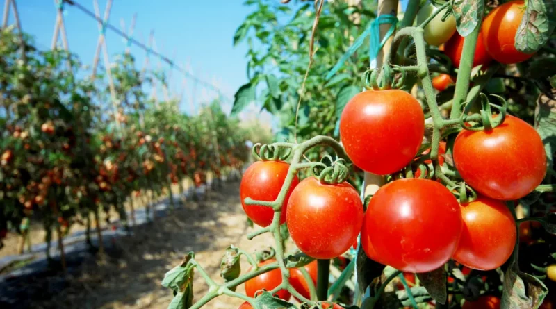 nicaragua, producción agricola, sistema de producción, tomate, papa, chiltoma, cebolla, pepino, cultivos