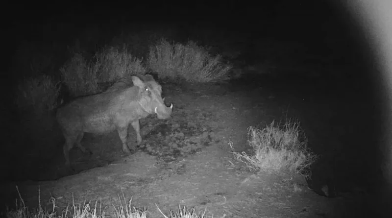 virales, canada, animales comparten madriguera,