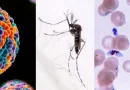malaria, neumonia, disminucion, casos, reportados, minsa, fumigacion, prevencion, nicaragua, enfermedades