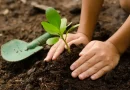 fao, onu, sanidad vegetal, nicaragua,