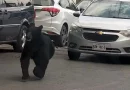 oso, animal, deambula, calles, aventura, Monterrey, rescatistas, moviliza, primera, vez, zona, urbana, aventurarse, hecho, inusual,