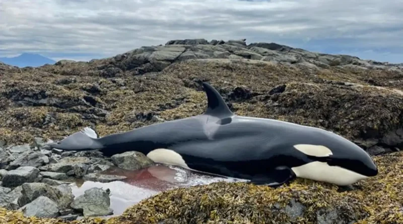 orca, rescatan, lloraba, desesperadamente, salvan, pedía, ayuda, llanto, desesperado, Alaska,