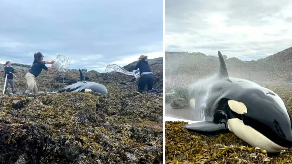 orca, rescatan, lloraba, desesperadamente, salvan, pedía, ayuda, llanto, desesperado, Alaska, rescatistas, 