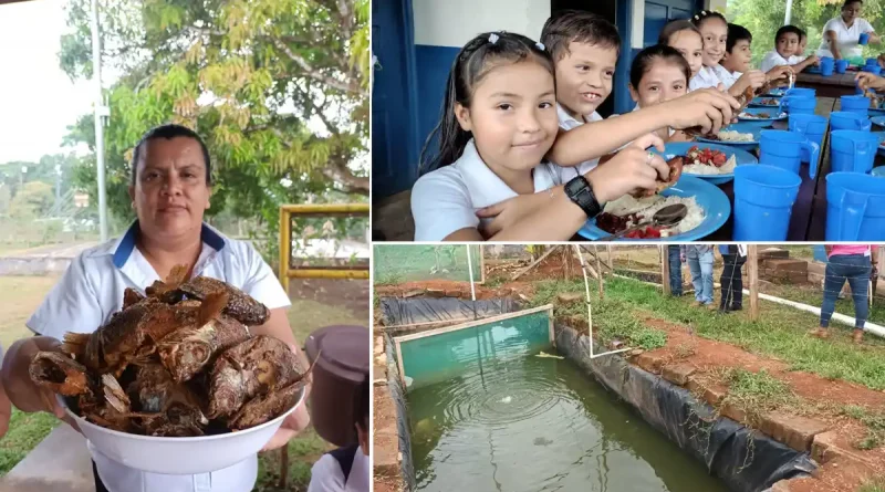 crianza de tilapias, nueva guinea, colegio 14 de septiembre, nicaragua, merienda escolar,