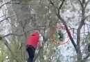 épico, rescate, misión, gato, operación, salvar, rescatado,
