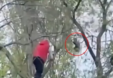 épico, rescate, misión, gato, operación, salvar, rescatado,