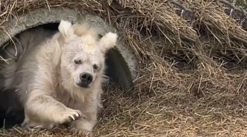 oso, saliendo, cueva, capturan, tras hibernar, despertar, tierno, atención, usuario, redes, sociales, corazones, identifican, hibernación, adorable, video, conquista,