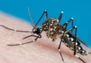minsa, ministerio de salud, mosquito del dengue, dencgue, Managua, nicaragua, minsa, nicaragua, salud, mosquito dengue