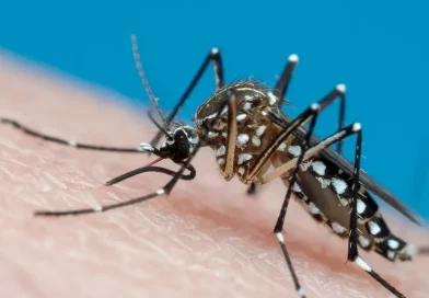 minsa, ministerio de salud, mosquito del dengue, dencgue, Managua, nicaragua, minsa, nicaragua, salud, mosquito dengue