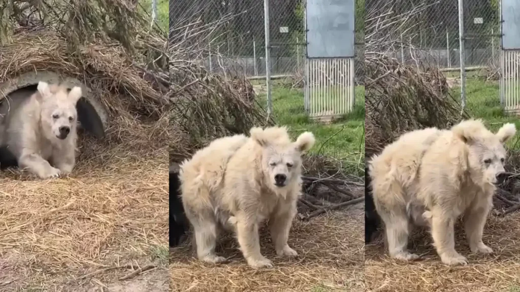 oso, saliendo, cueva, capturan, tras hibernar, despertar, tierno, atención, usuario, redes, sociales, corazones, identifican, hibernación, adorable, video, conquista, despeinado, 