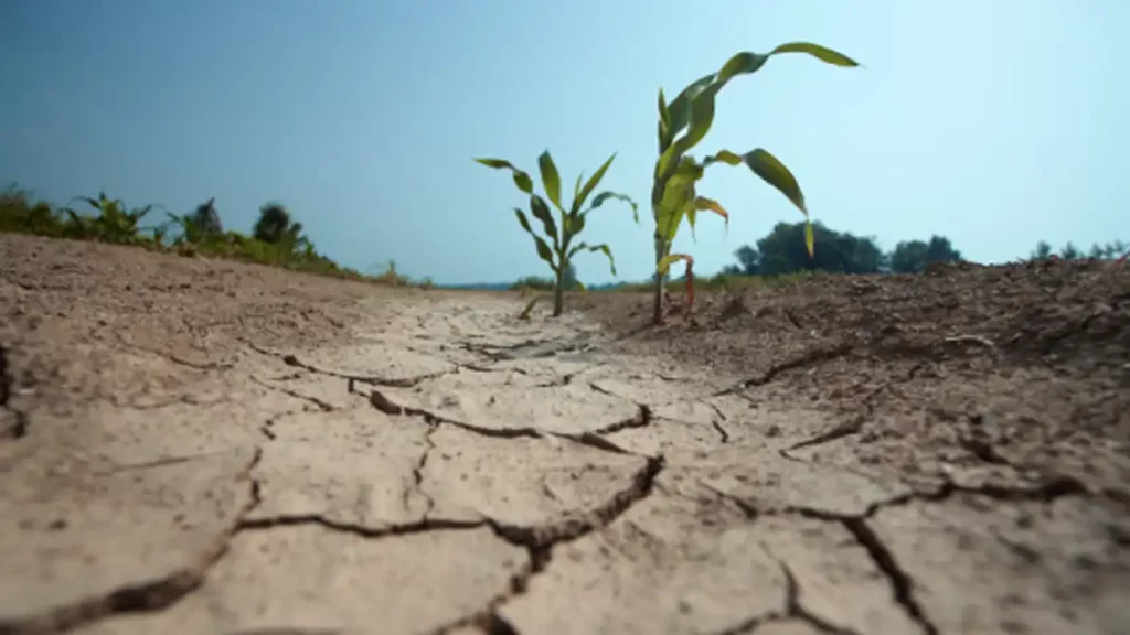 ONU, advierte, mundo, prepararse, altas, temperaturas, récord, Niño, formarse, este, año, traerá, probabilidad, alerta, altas, fenómeno, climático, sequía, 