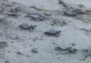 tortuguillos, chacocente, carazo, nicaragua, tortugas paslama,