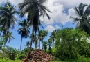 aceite de coco, costa caribe sur, produccion, coco