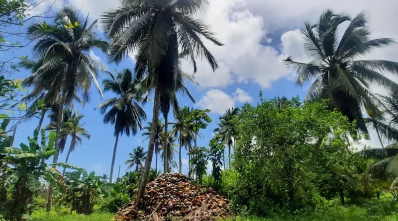 aceite de coco, costa caribe sur, produccion, coco