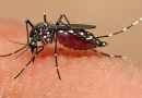 Ministerio de salud, minsa, Managua, nicaragua, mosquito, salud, disminuye, mosquito, nicaragua, minsa, ministerio de salud,