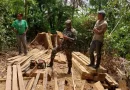 ejercito de nicaragua, madera ilegal, nicaragua,