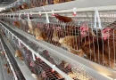 sector avicola, aves, nicaragua, producción, pollo, granja, nicaragua, economia de nicaragua