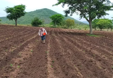 nicaragua, inta, agrícola, producción, semilla, banco,