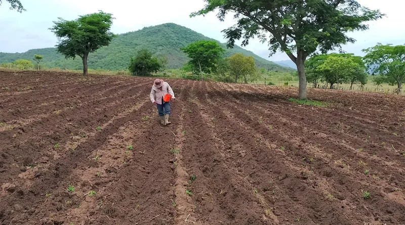 nicaragua, inta, agrícola, producción, semilla, banco,