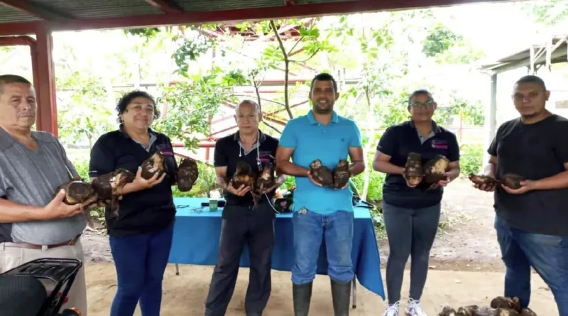 musaceas, produccion, nicaragua, agricultura, plátano, guineo, mefcca