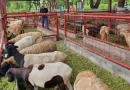 INTA, granja, investigación, caprino, ganado, ovino, reproducción, mejoramiento, genético, inauguración,