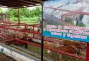 granja experimental, mejoramiento genético, managua, nicaragua, inta, sistema de produccion