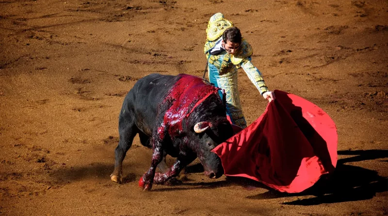 españa, viral, golpes, animal, tauromaquía, toros, maltrato animal