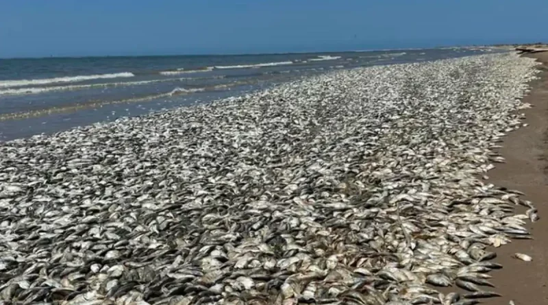 peces, playa, muertos, Texas, golfo, miles, aparición, afectada, costas, causa, fenómeno,